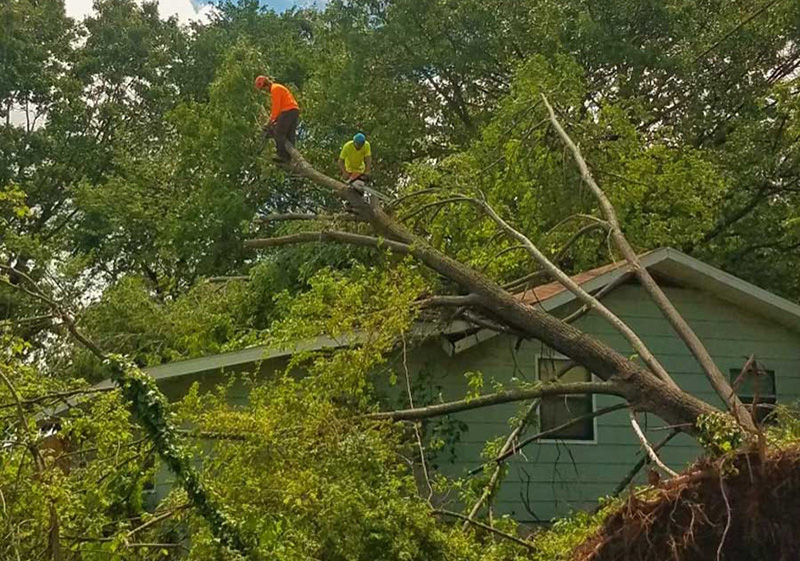 two works at top of fallen over tree cutting it down for removal